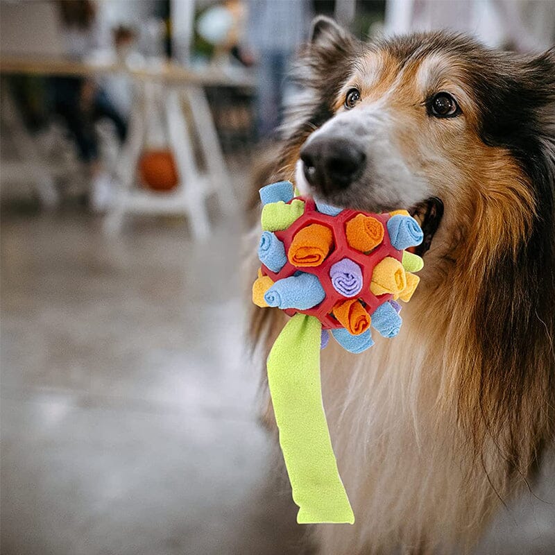 50% Korting | ChewChamp™ - Kauwspeeltje Voor Honden