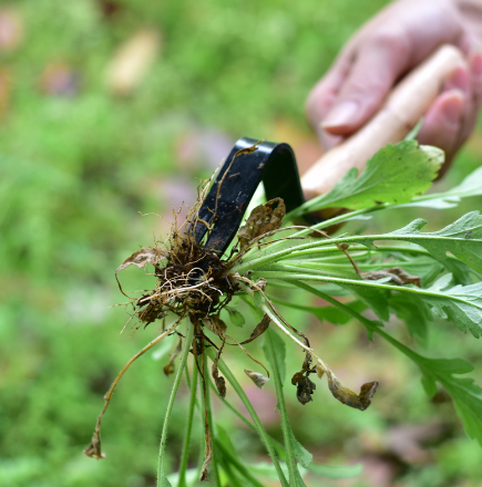 30% Korting | Compact Weed Puller™ - Het essentiële tuingereedschap